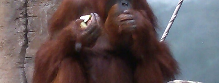 Orangutan's Fort Wayne Zoo is one of Fort Wayne Children's Zoo check-ins.