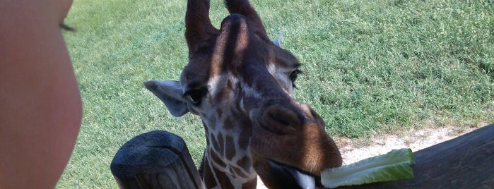 Giraffe platform is one of Fort Wayne Children's Zoo check-ins.
