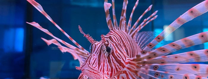 Морской аквариум is one of музеи и развлечения.