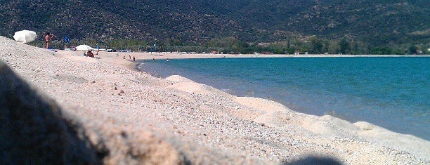 Sykia Beach is one of 🌞🌊Chalkidiki-->to The Beach 🐋🐬🐟🐠🐡🦀.