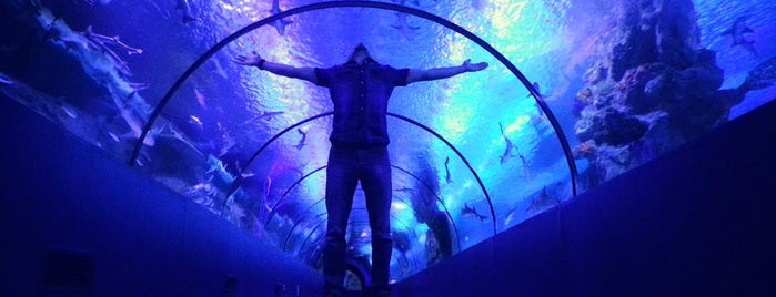 Antalya Aquarium is one of Galip : понравившиеся места.