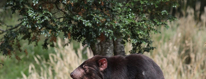 Tasmanian Devil Conservation Park is one of australia.