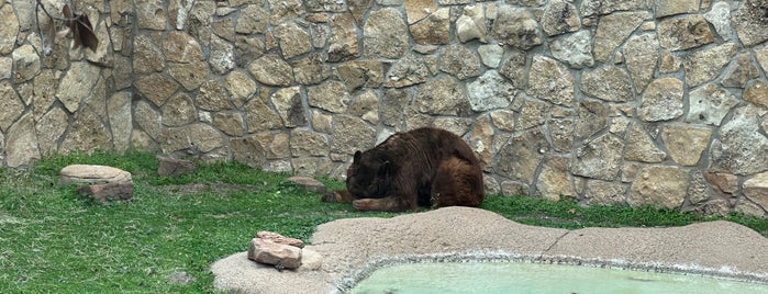 Baylor University Bear Habitat is one of Touristy things I want to see.