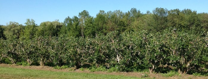 Conn's Blueberry Farm is one of Farm Fresh Erie.