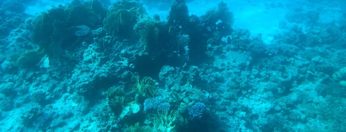 Coral 2000 is one of Israel.