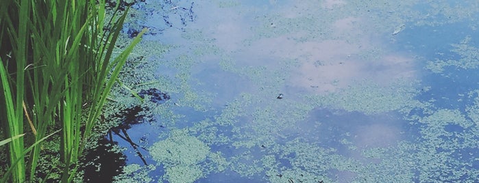 Turtle Pond is one of สถานที่ที่ Khalil ถูกใจ.