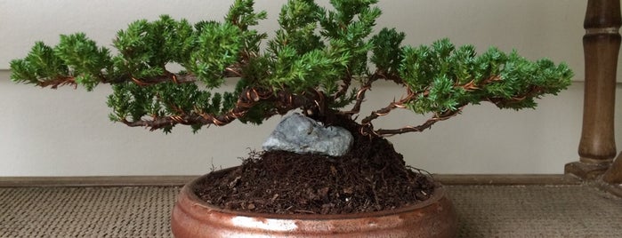 Painted Lady Bonsai is one of Wilmington, NC..