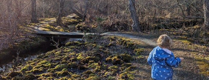 The Duck Pond is one of Long Island Outdoors.