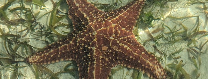 Starfish Point is one of Carribean blue.