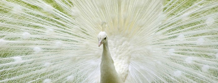 The White Peacock is one of Grooming/ Care.