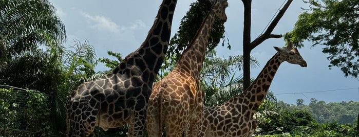 Giraffe Enclosure@Singapore Zoo is one of Singapore to-do list.