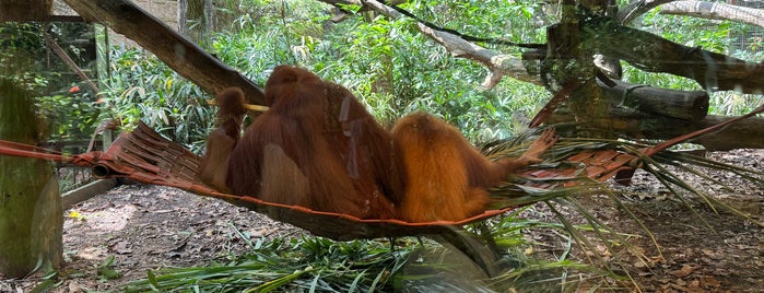 Free Ranging Orangutan Island is one of Singapore 🇸🇬.