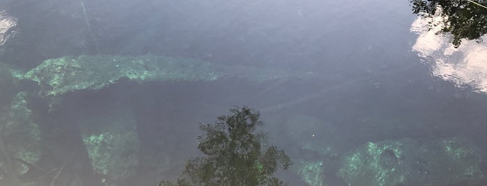 Cenote Mayan Blue is one of Lieux qui ont plu à Juliana.