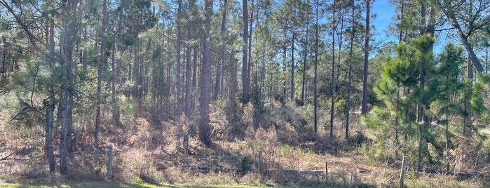 Julington Durbin Creek Preserve is one of JAX Outdoors.