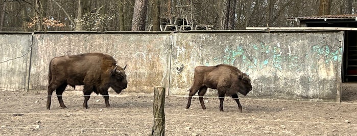 Heimattiergarten Fürstenwalde is one of toddler.