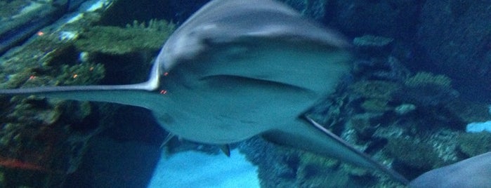 Shark Reef Aquarium is one of Favorites.