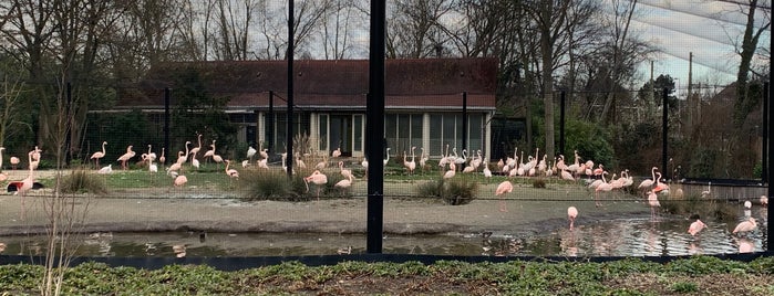 Flamingo's is one of Diergaarde Blijdorp 🇳🇬.