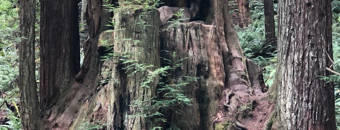Redwood Park is one of Tempat yang Disukai eric.