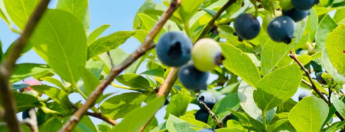 Persimmon Hill Blueberry Farm is one of Route 62 Roadtrip.