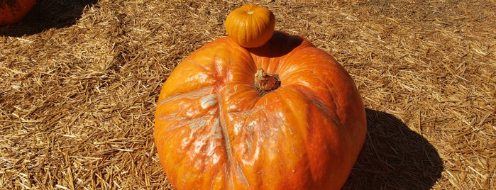 Great Pacific Pumpkins - Pumpkin Patch is one of Chad’s Liked Places.