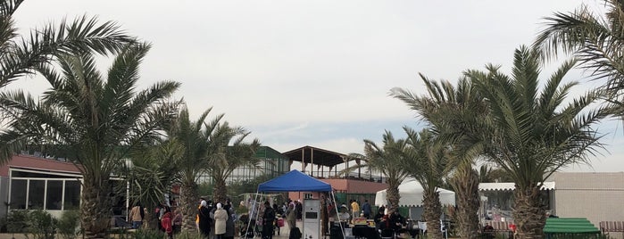 محمية باب دكالة - مزارع العبدلي is one of Kuwait 🇰🇼 الكويت.
