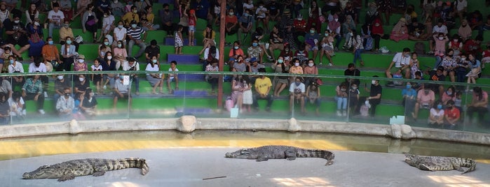 Crocodile Show is one of Bangkok - Pattaya Spots.