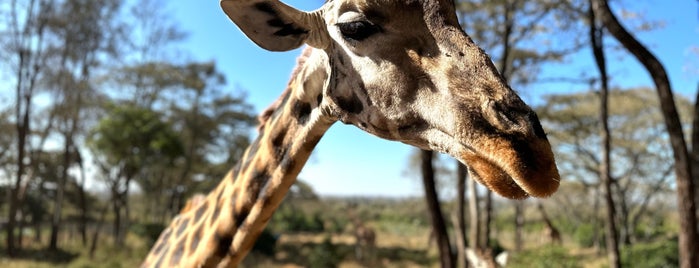 Giraffe centre is one of Kenya.