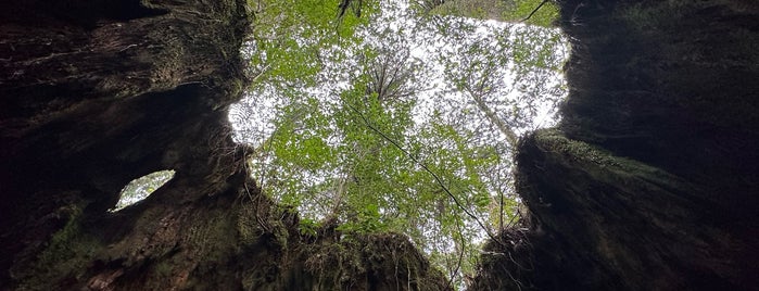 ウィルソン株 is one of Yakushima Island.