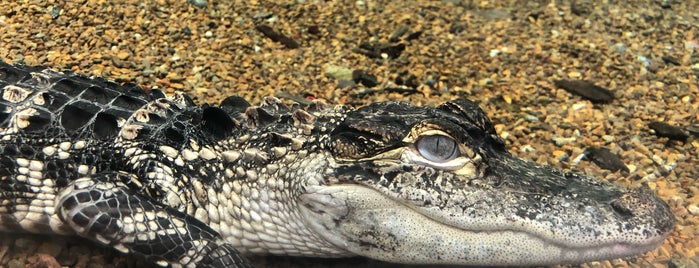 Tennessee Aquarium is one of Kapt’n Koko : понравившиеся места.