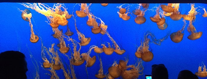 The Jellies Experience is one of Monterey.