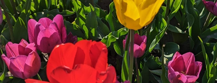Tulips of the Valley is one of Actividades.