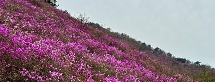 靈鷲山 영취산 is one of 장소.