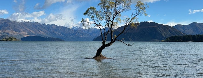That Wanaka Tree is one of Best of NZ - South Island.