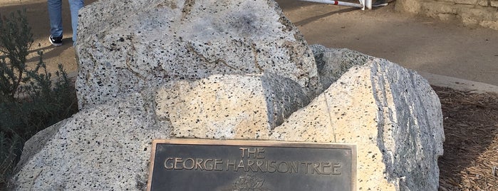 The George Harrison Tree is one of Music-Related Venues & Landmarks.