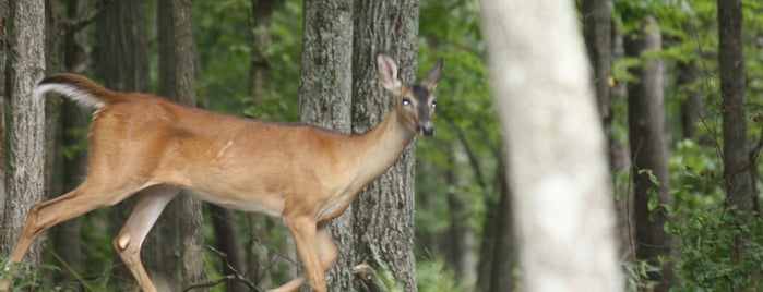 Red Top Mountain State Park is one of Parks and Hikes.