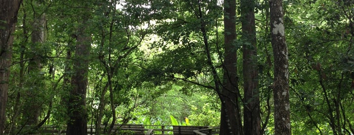 Audubon's Corkscrew Swamp Sanctuary is one of Lieux sauvegardés par Scott.