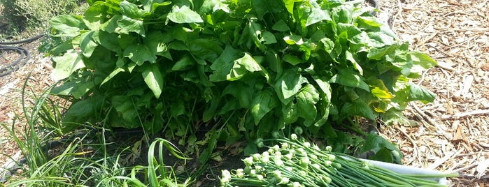 Acers Community Garden is one of Jacob'un Kaydettiği Mekanlar.