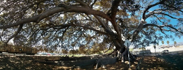 Moreton Bay Fig Tree is one of Los Ángeles.
