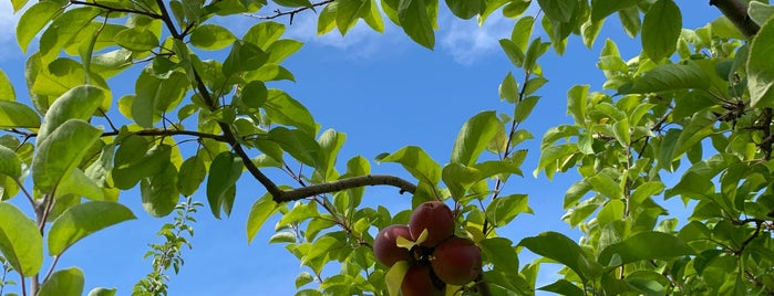 Thompson's Apple Orchard is one of Yarmouth.