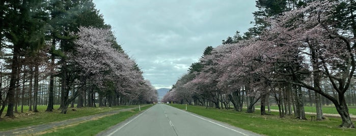 静内二十間道路桜並木 is one of サクラ🌸便り.