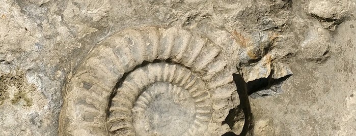 Ammonitenpflaster is one of Deutschland.