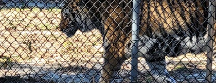 Popcorn Park Zoo is one of Summer 2020.