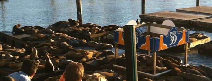 Sea Lions is one of N3rds In San Fransisco (Oakland, etc...).