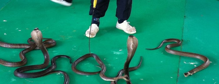 Pattaya Snake Show is one of Lugares favoritos de Elena.
