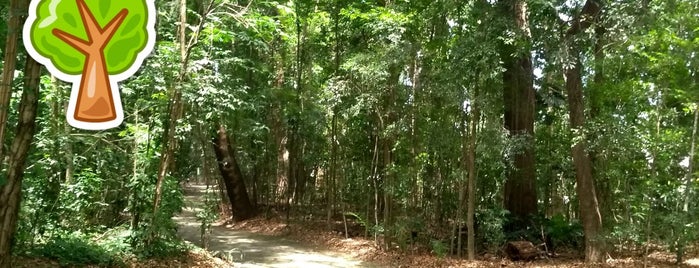 Bosque dos Alemães is one of Lazer Outdoor Campinas.