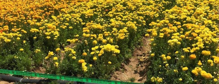 The Flower Fields is one of Lugares favoritos de Leo.