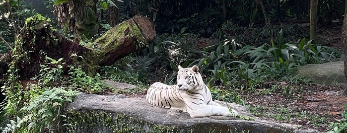 White Tiger Enclosure is one of Singapore to-do list.