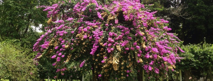 Royal Botanic Gardens is one of Kandy.