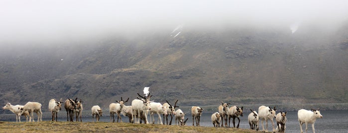 Nordkapp Camping is one of Northland.