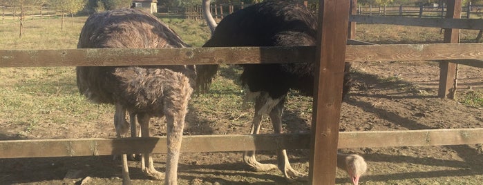 Страусина ферма / Ostrich farm is one of Куди б ще поїхати.